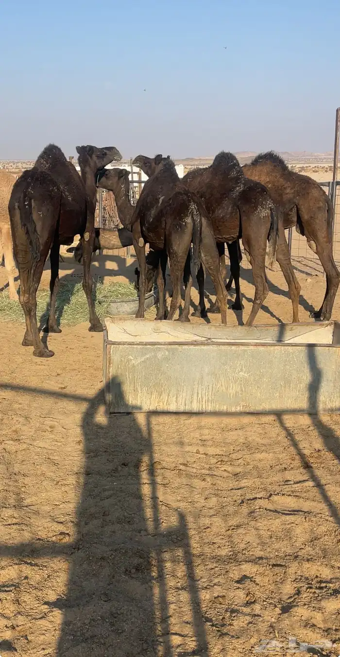 4 مجاهيم للبيع 0