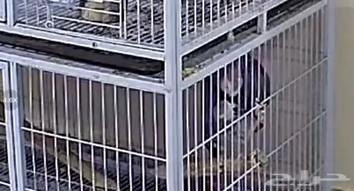 زوج كاسكو للبيع 0