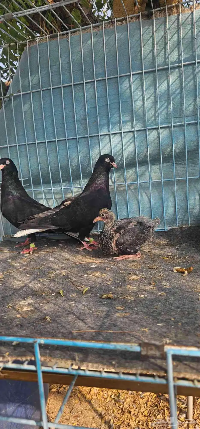 حمام قطايف اسود مذيل 0