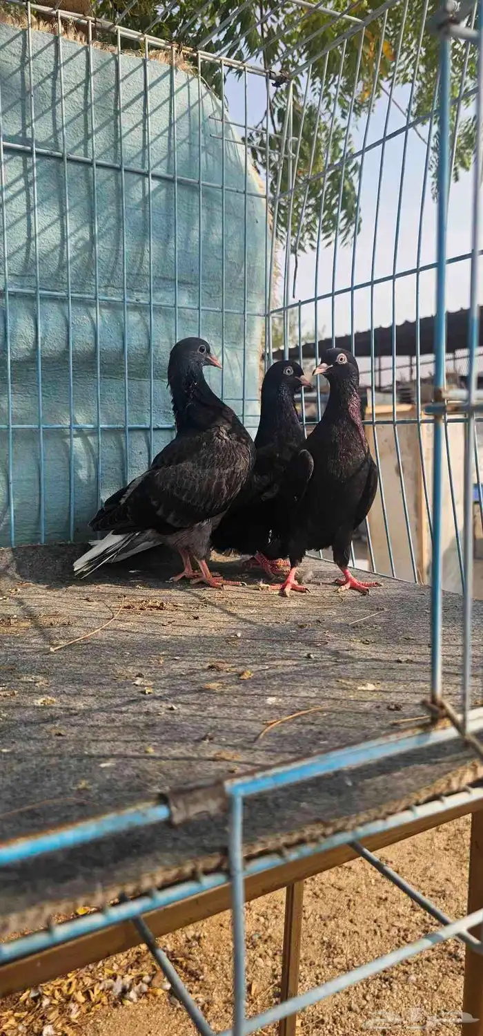 حمام قطايف اسود مذيل 4