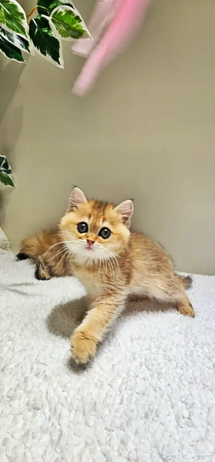 قطط سكوتش كتن وكبير للبيع 7