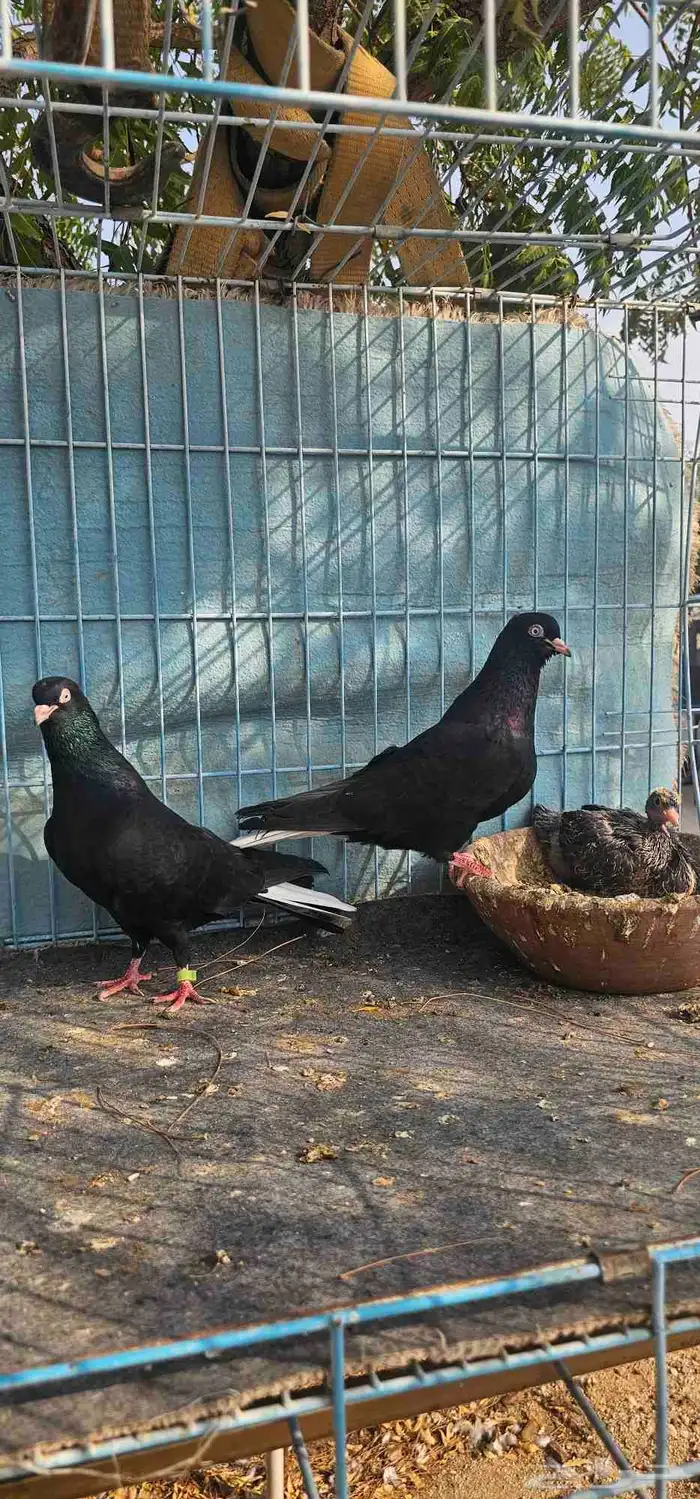 حمام قطايف اسود مذيل 1