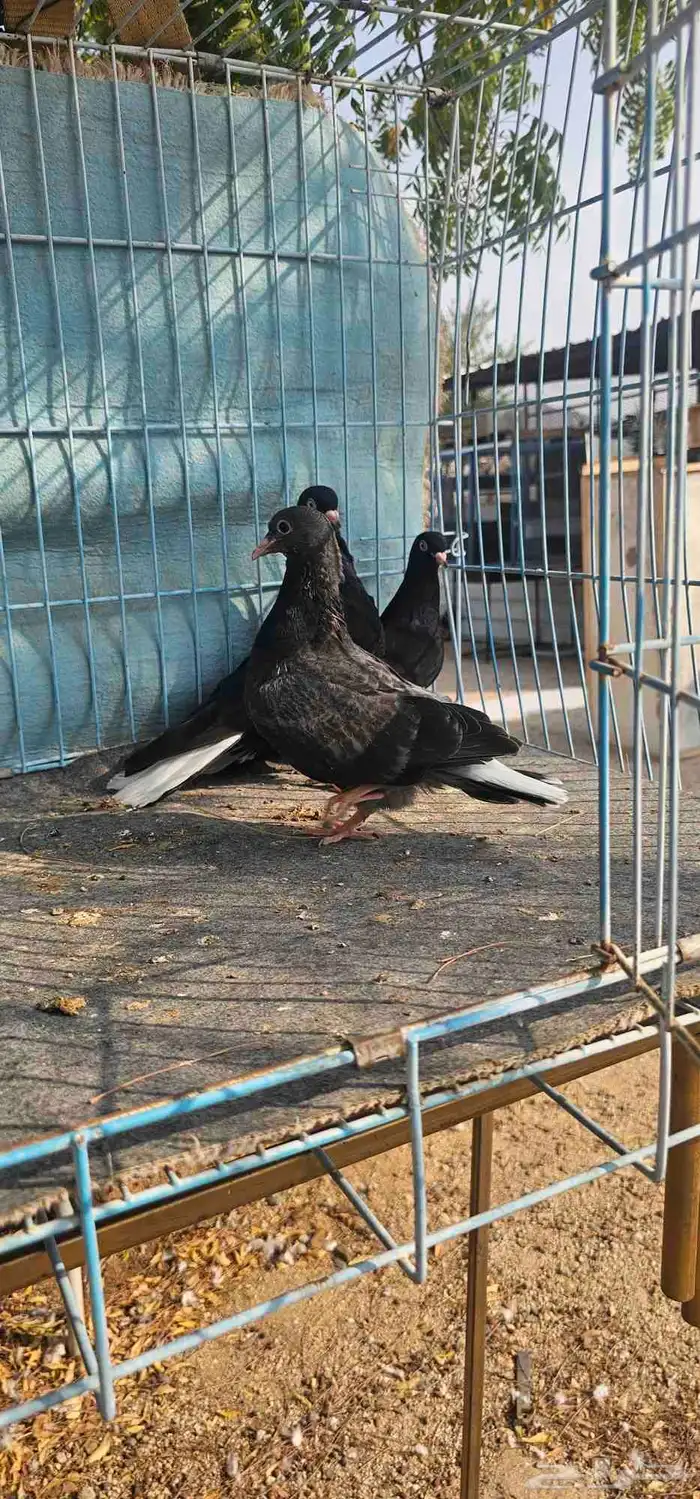 حمام قطايف اسود مذيل 5