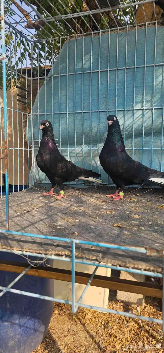 حمام قطايف اسود مذيل 2