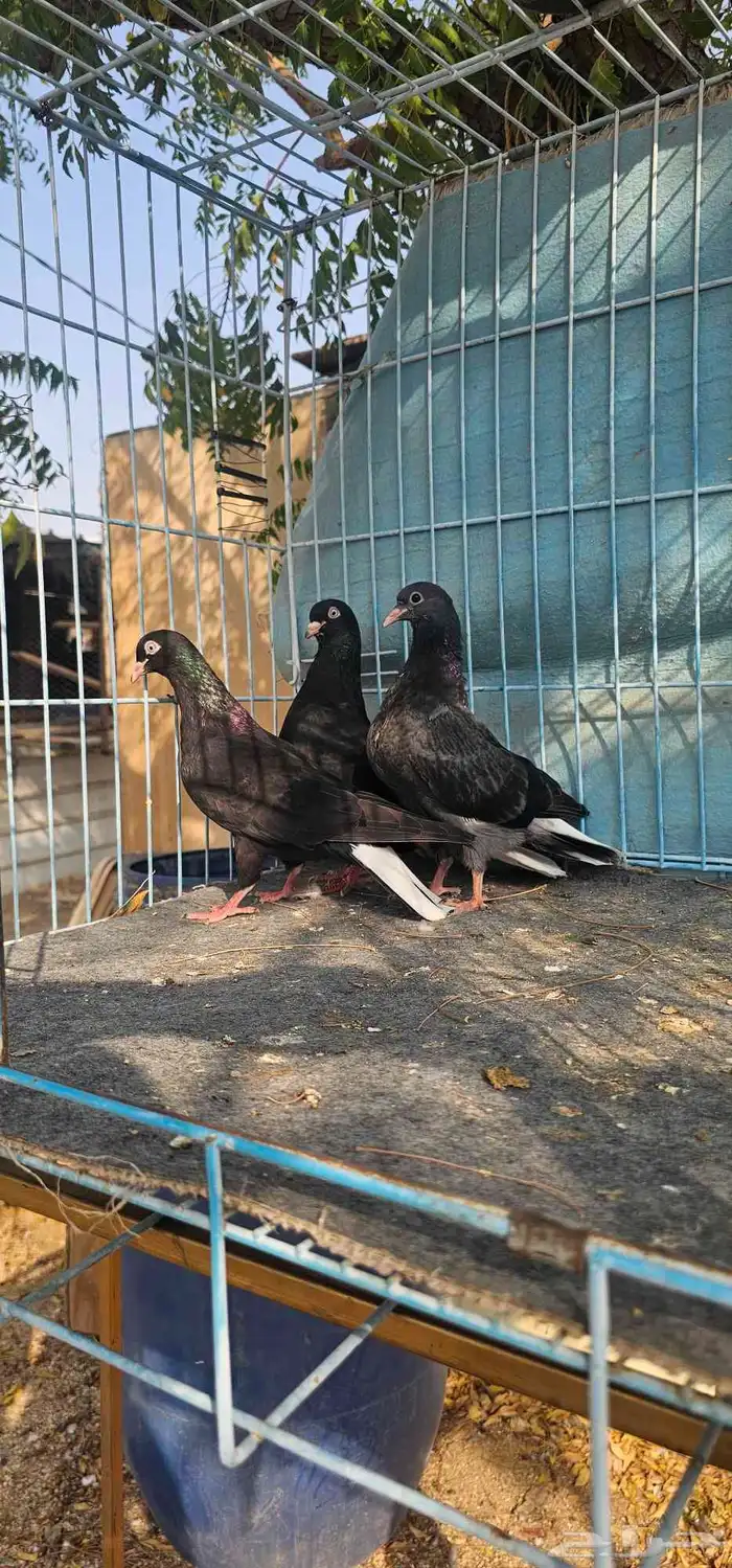 حمام قطايف اسود مذيل 3