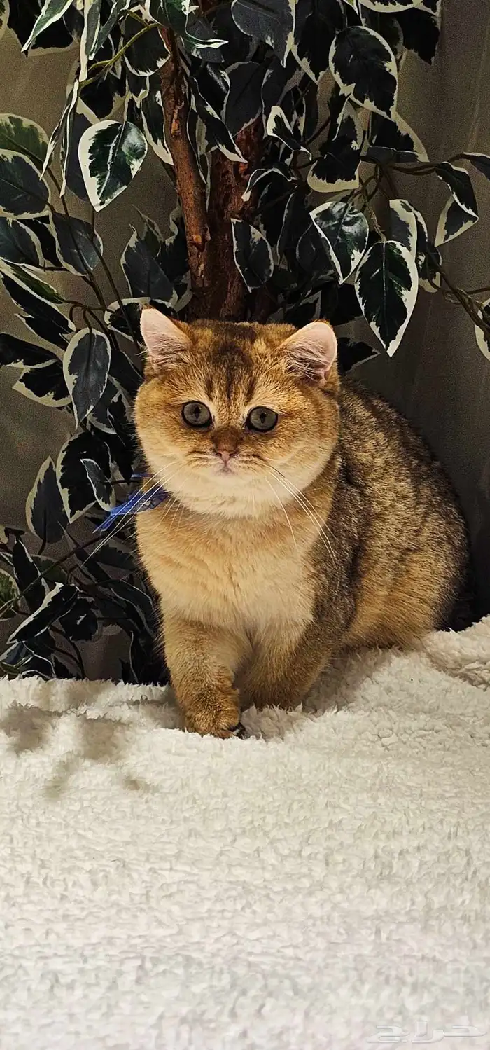 قطط سكوتش كتن وكبير للبيع 4