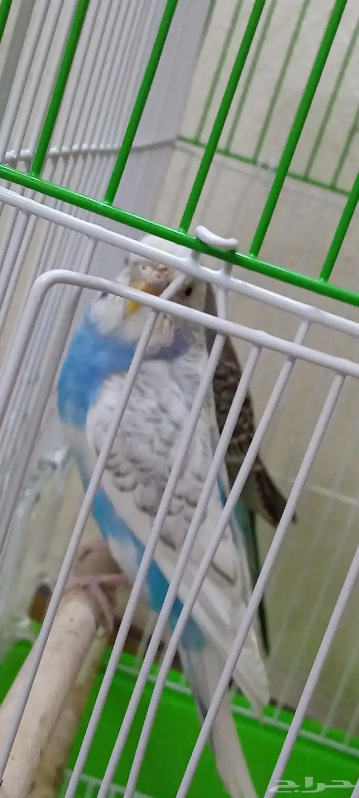 عصافير جوز جديده مشتريتها الى قبل اسبوع 5