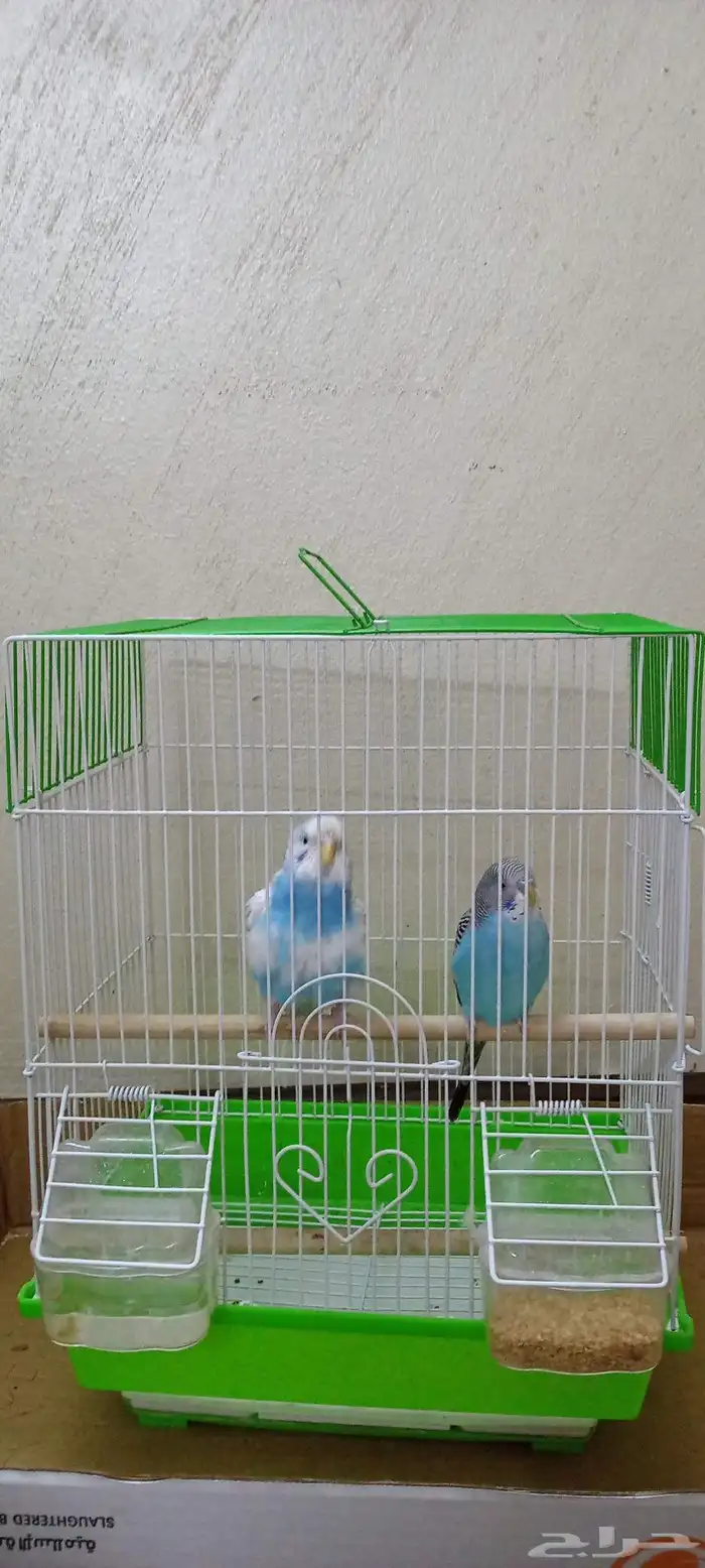 عصافير جوز جديده مشتريتها الى قبل اسبوع 1