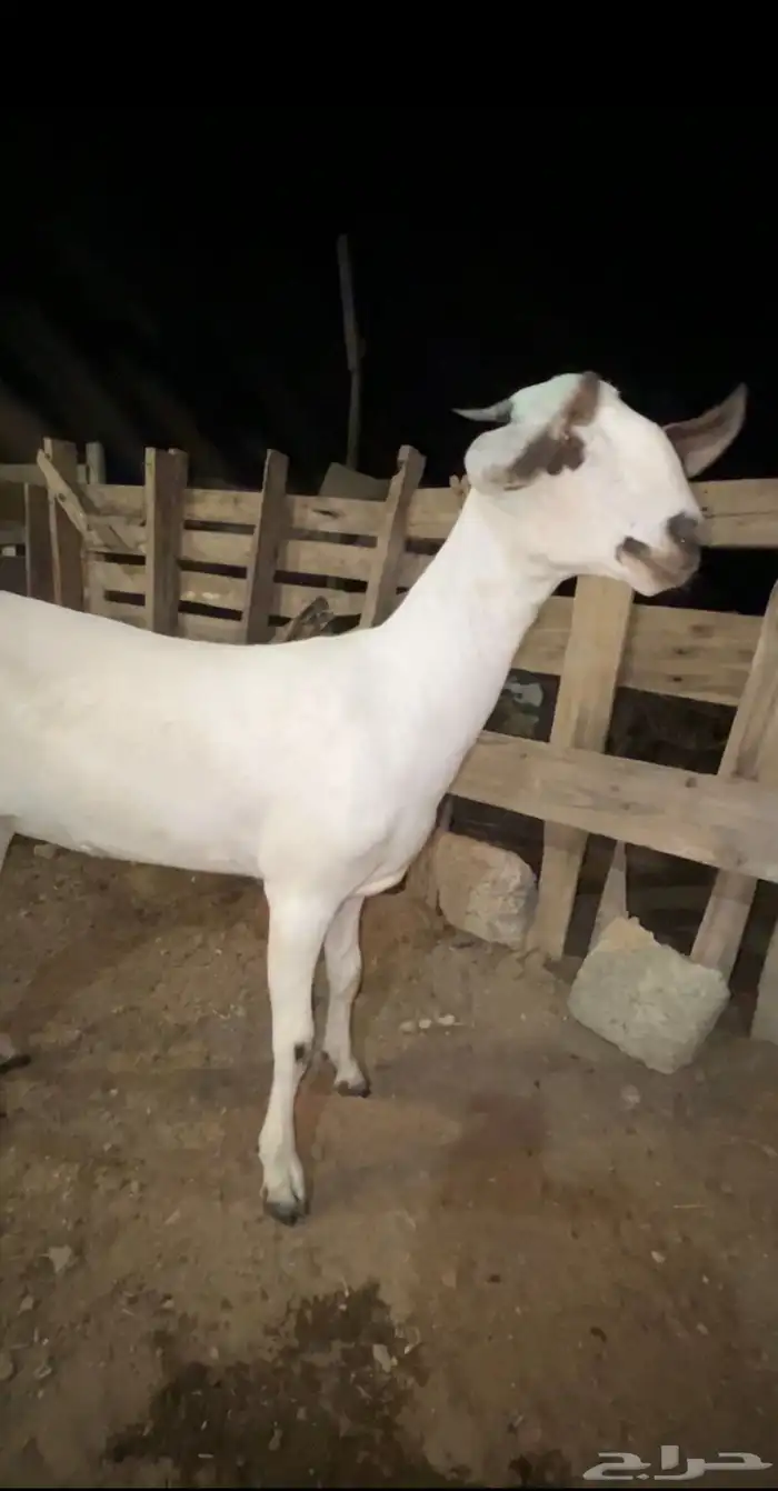 جفره نادره صنف 0