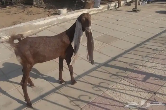 جفره حجازيه هولنديه نادره لون وراس وجرم 1