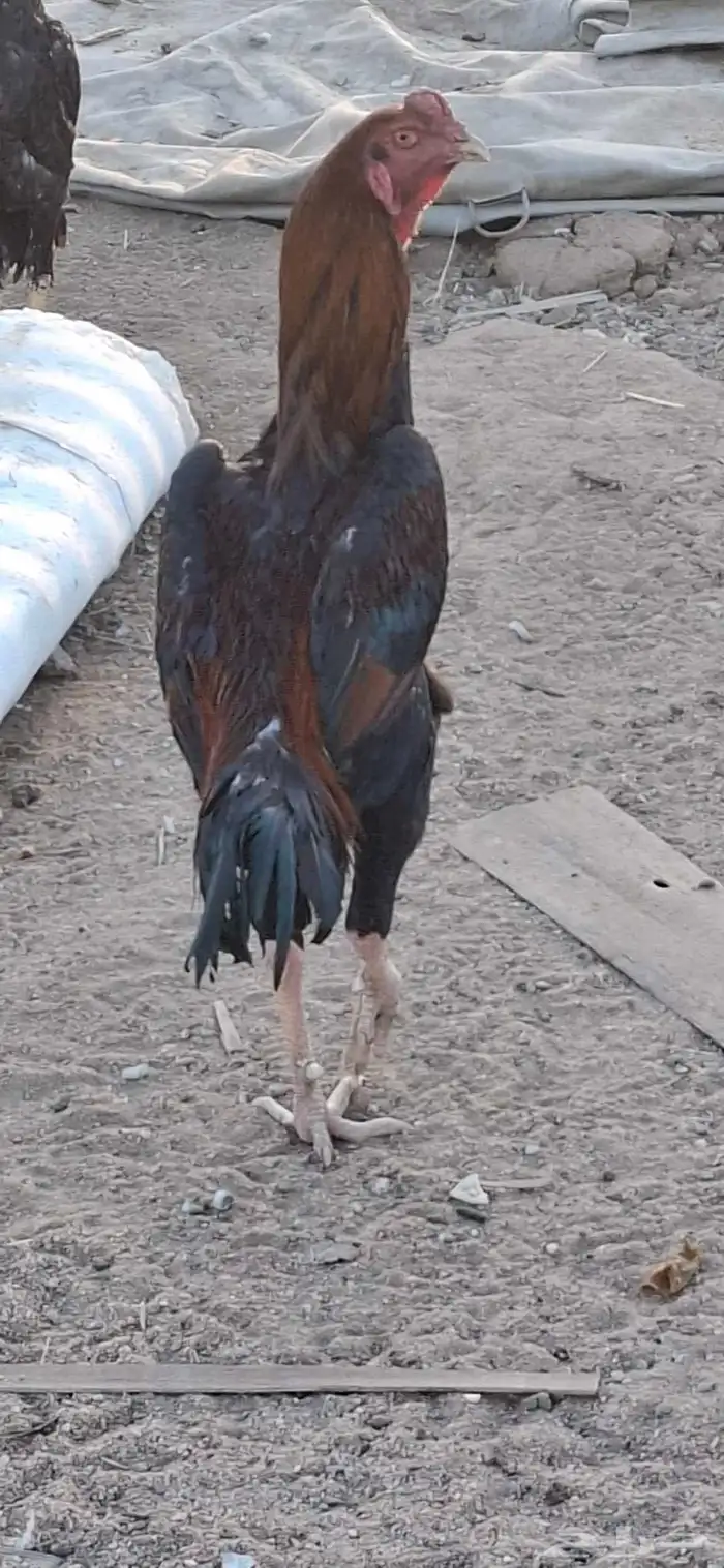 ديوك شامو للبيع 0