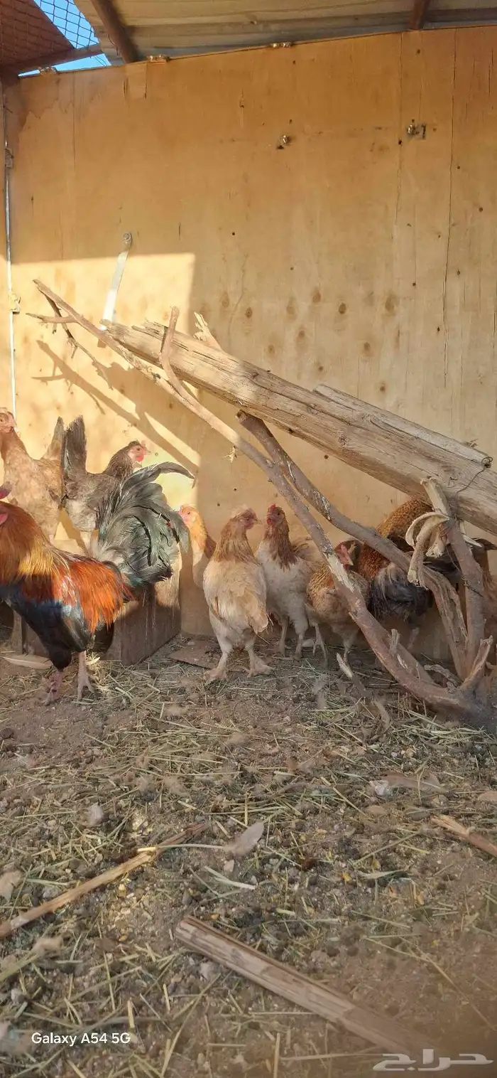 عرض لكم دجاج بلدي أصيل شرط بيض وحضن 7انثي وديكين 7