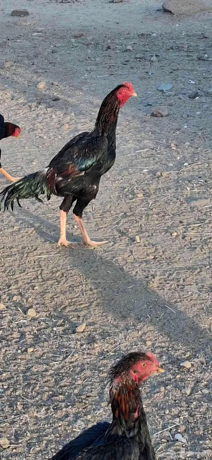 ديوك شامو للبيع 4