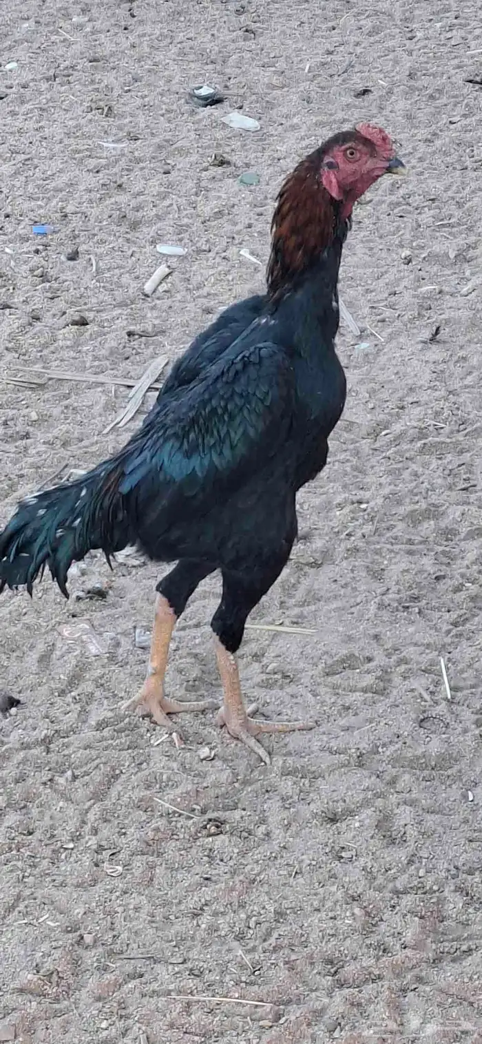 ديوك شامو للبيع 1