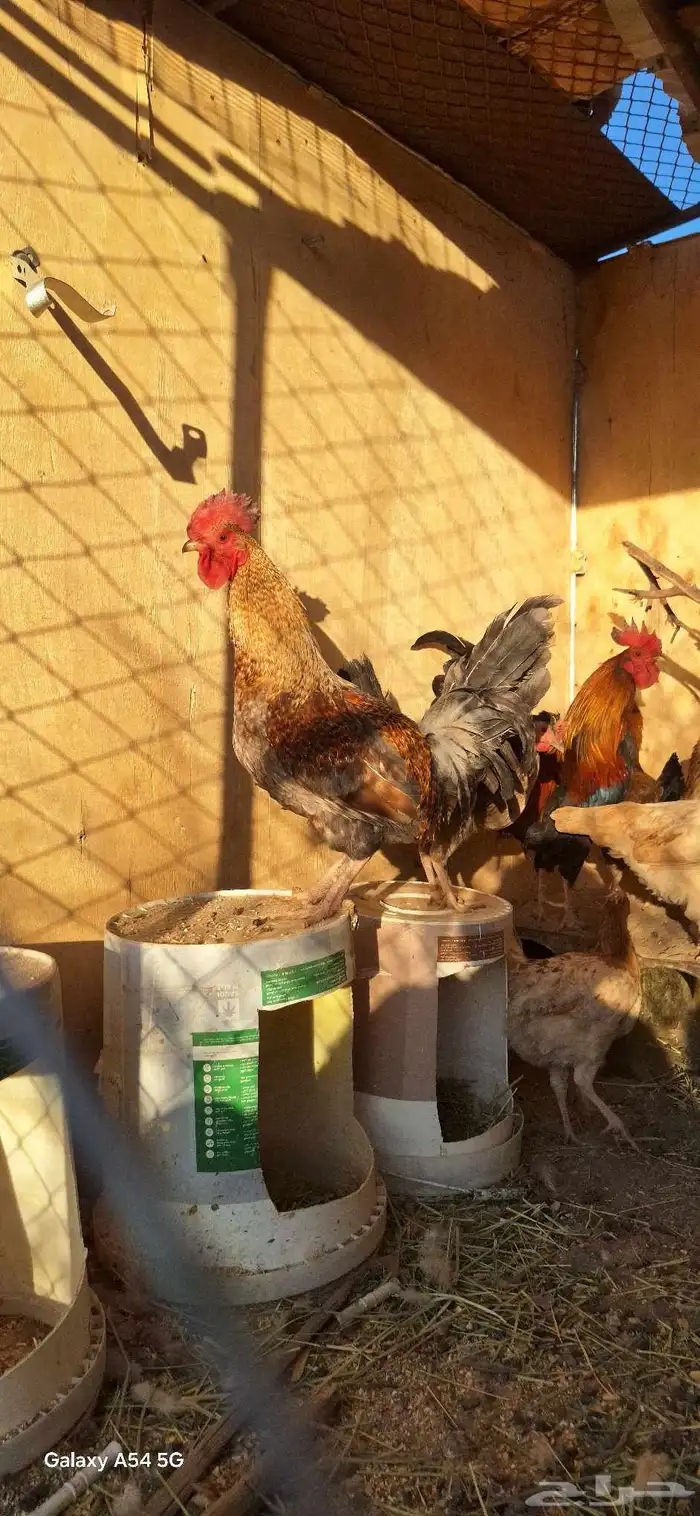 عرض لكم دجاج بلدي أصيل شرط بيض وحضن 7انثي وديكين 1