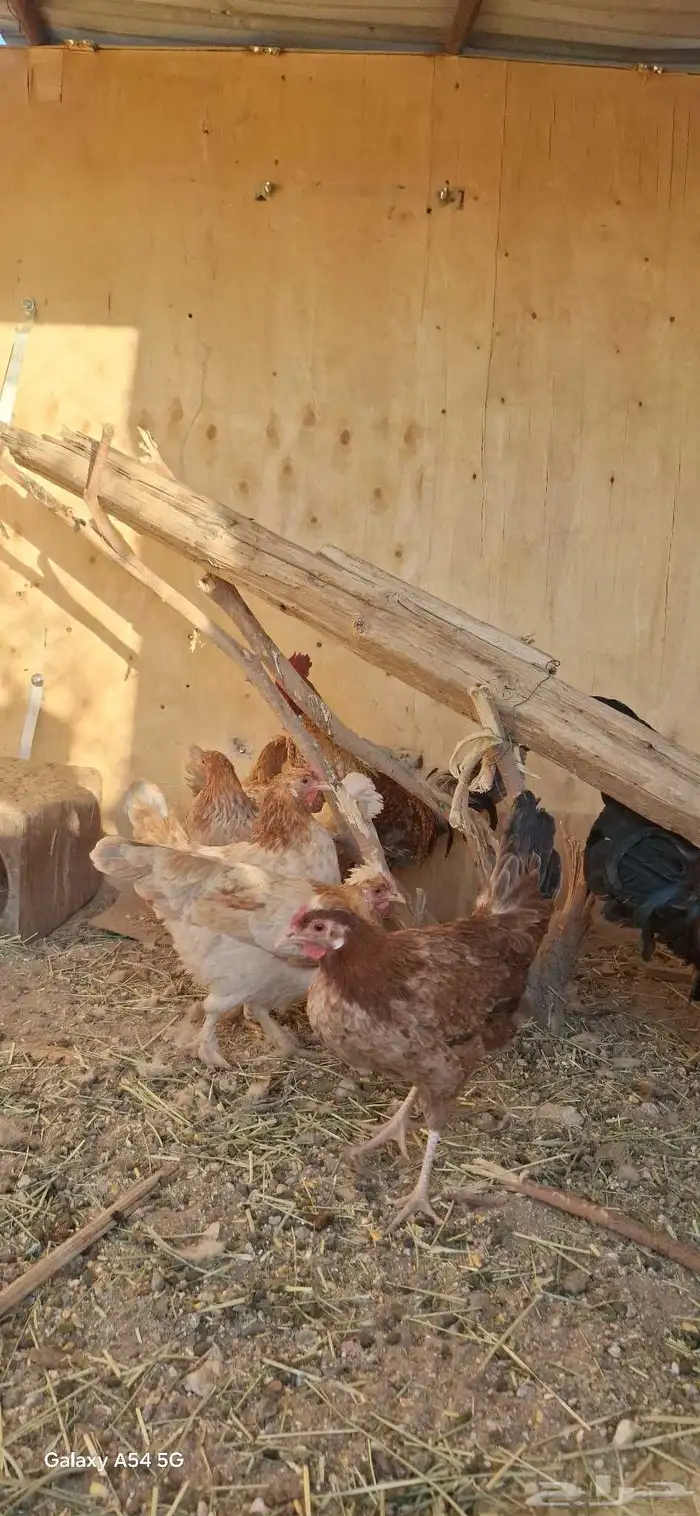 عرض لكم دجاج بلدي أصيل شرط بيض وحضن 7انثي وديكين 6