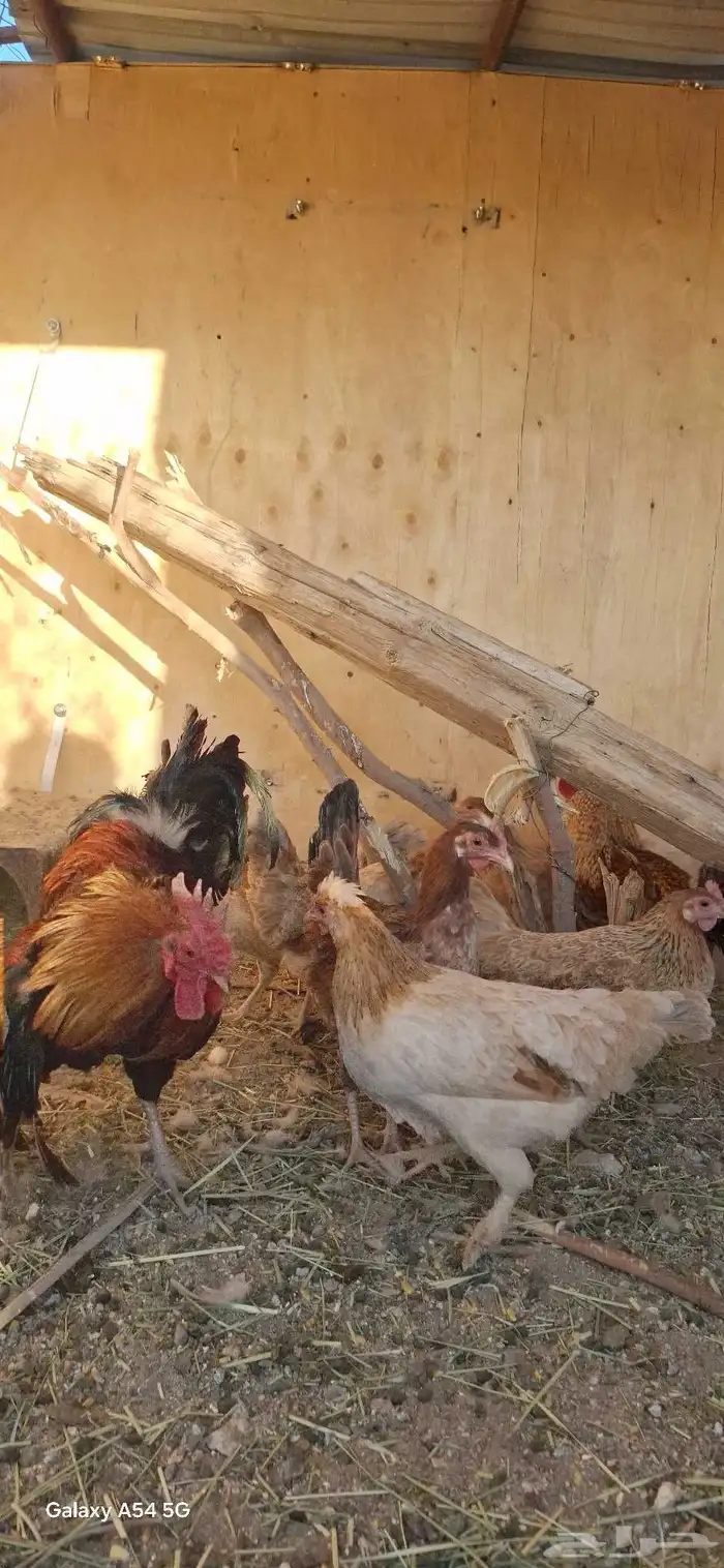 عرض لكم دجاج بلدي أصيل شرط بيض وحضن 7انثي وديكين 3