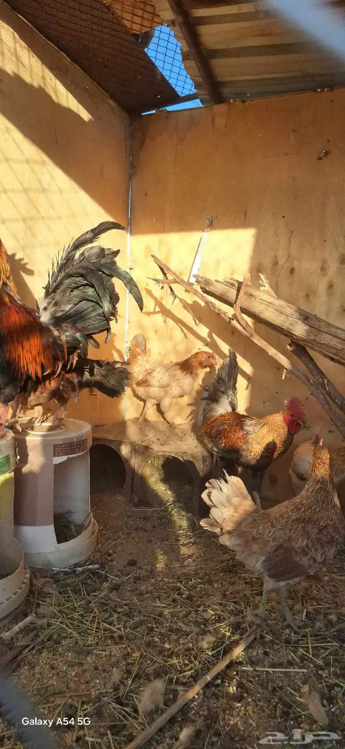عرض لكم دجاج بلدي أصيل شرط بيض وحضن 7انثي وديكين 5