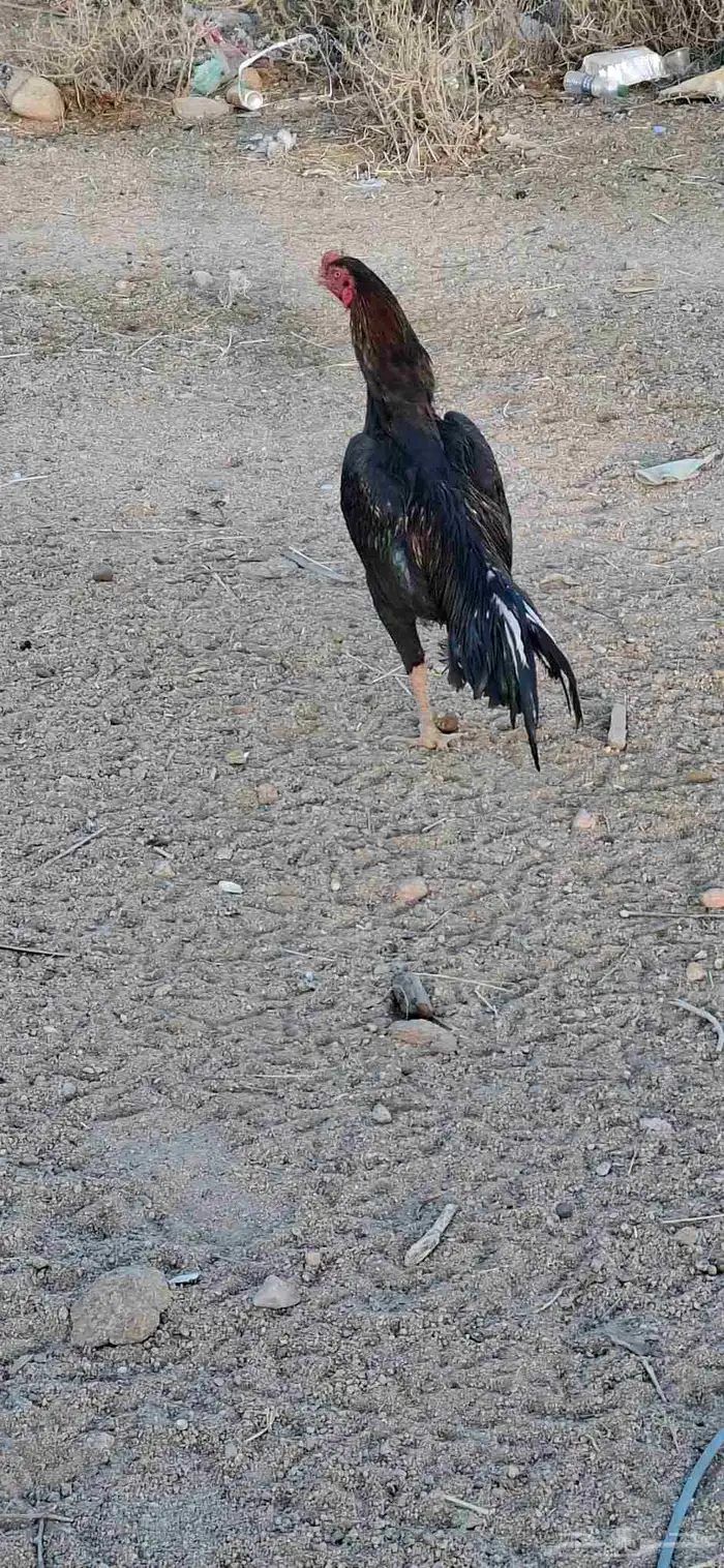 ديوك شامو للبيع 3