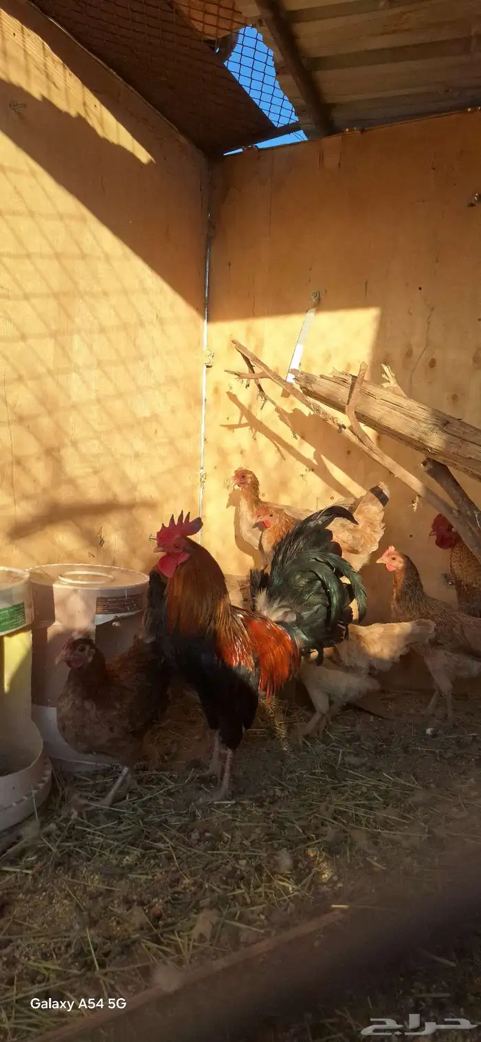 عرض لكم دجاج بلدي أصيل شرط بيض وحضن 7انثي وديكين 4