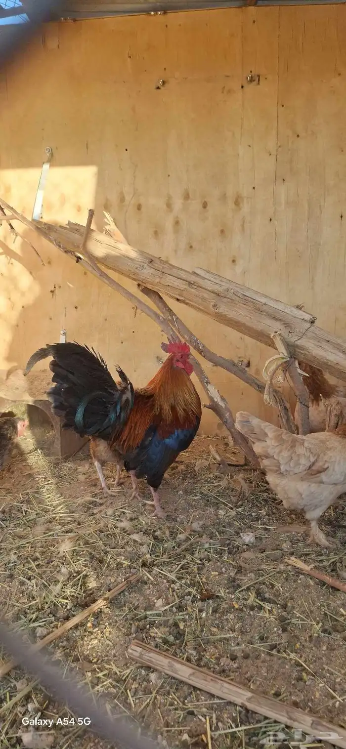 عرض لكم دجاج بلدي أصيل شرط بيض وحضن 7انثي وديكين 8