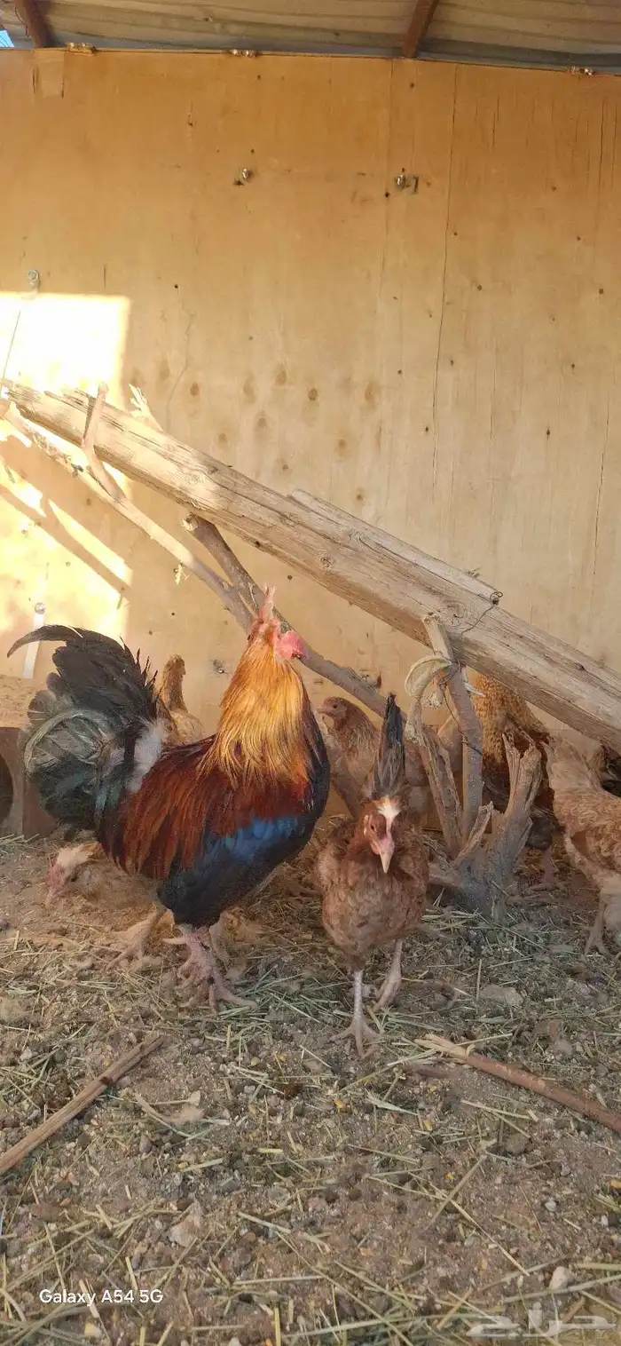عرض لكم دجاج بلدي أصيل شرط بيض وحضن 7انثي وديكين 2