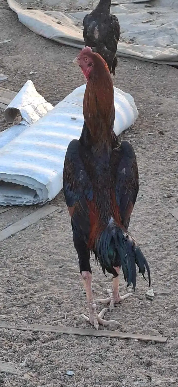 ديوك شامو للبيع 2