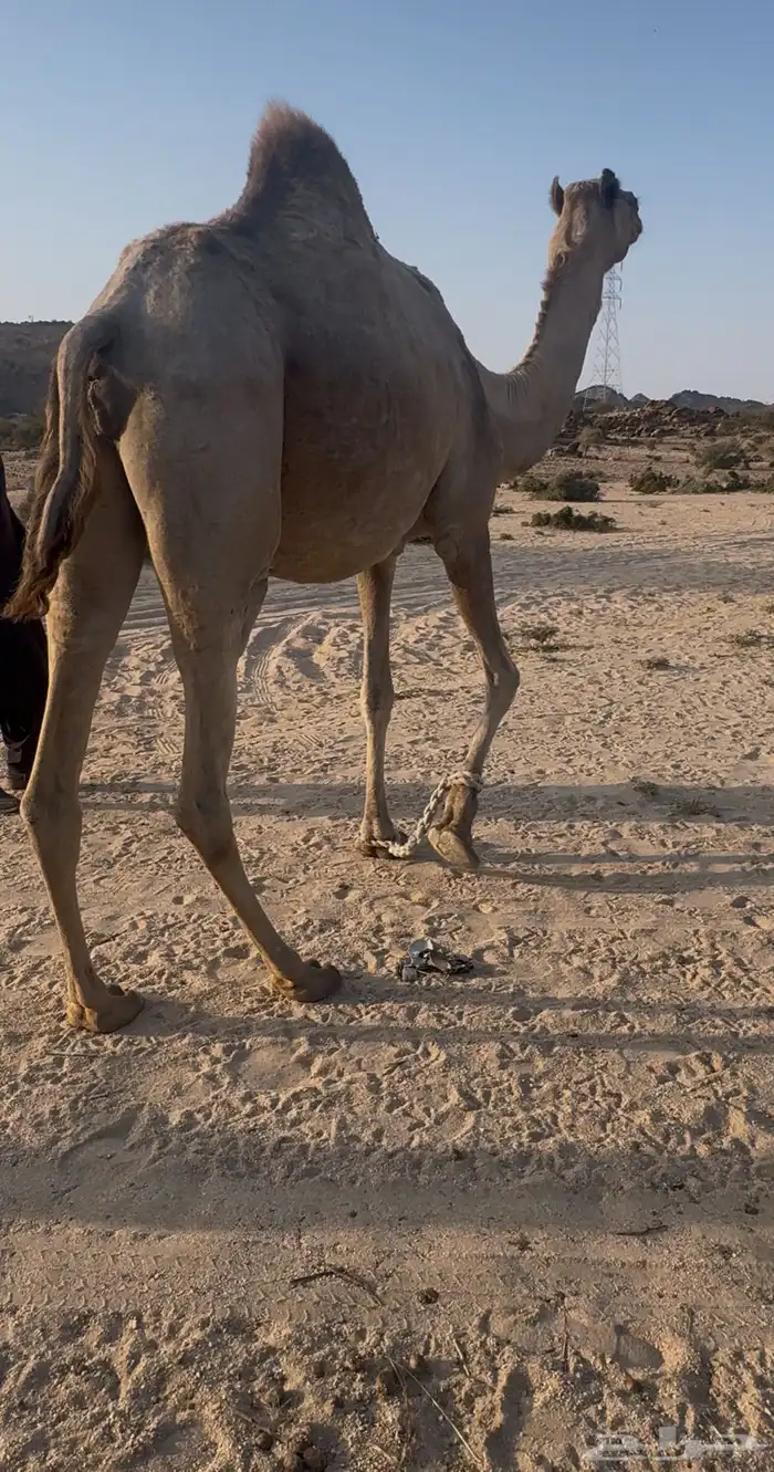 ناقه ملاقي 0