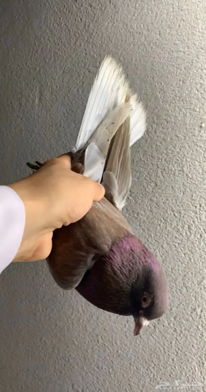 حمام قلابي حمر توب التوب 2