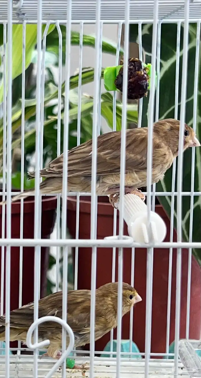 عدد اثنين فروخ كناري ( تم البيع ) 16