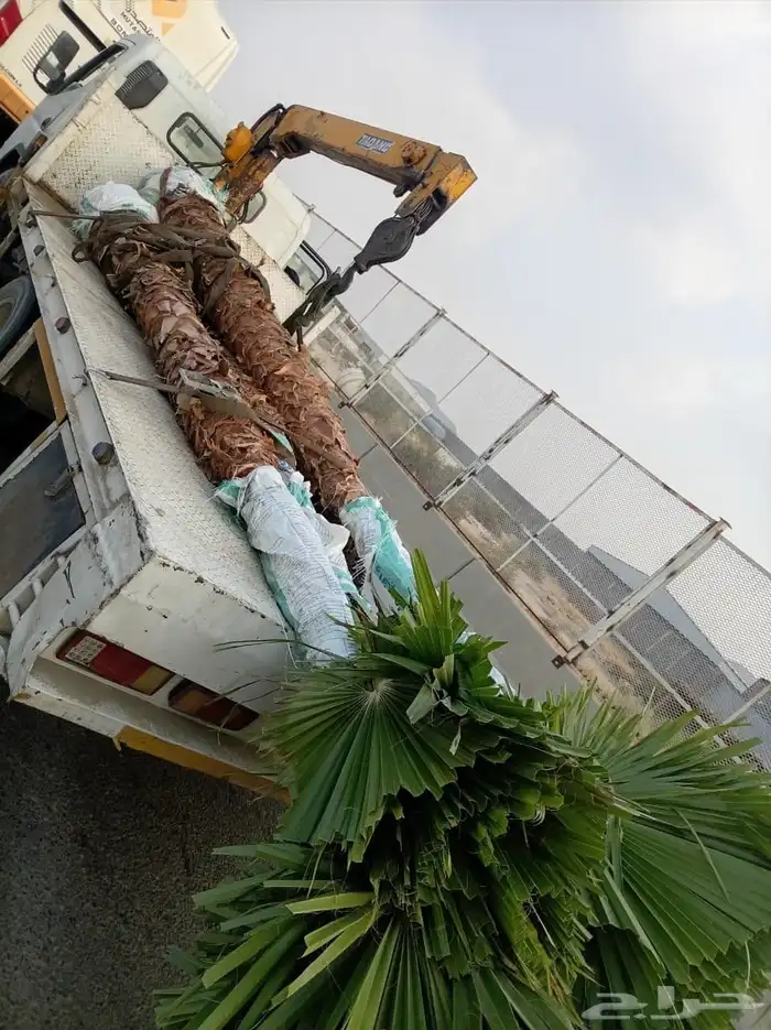 نخيل طيب انوع فاخره طيبه من القصيم نخلوطيب ومثمر 2