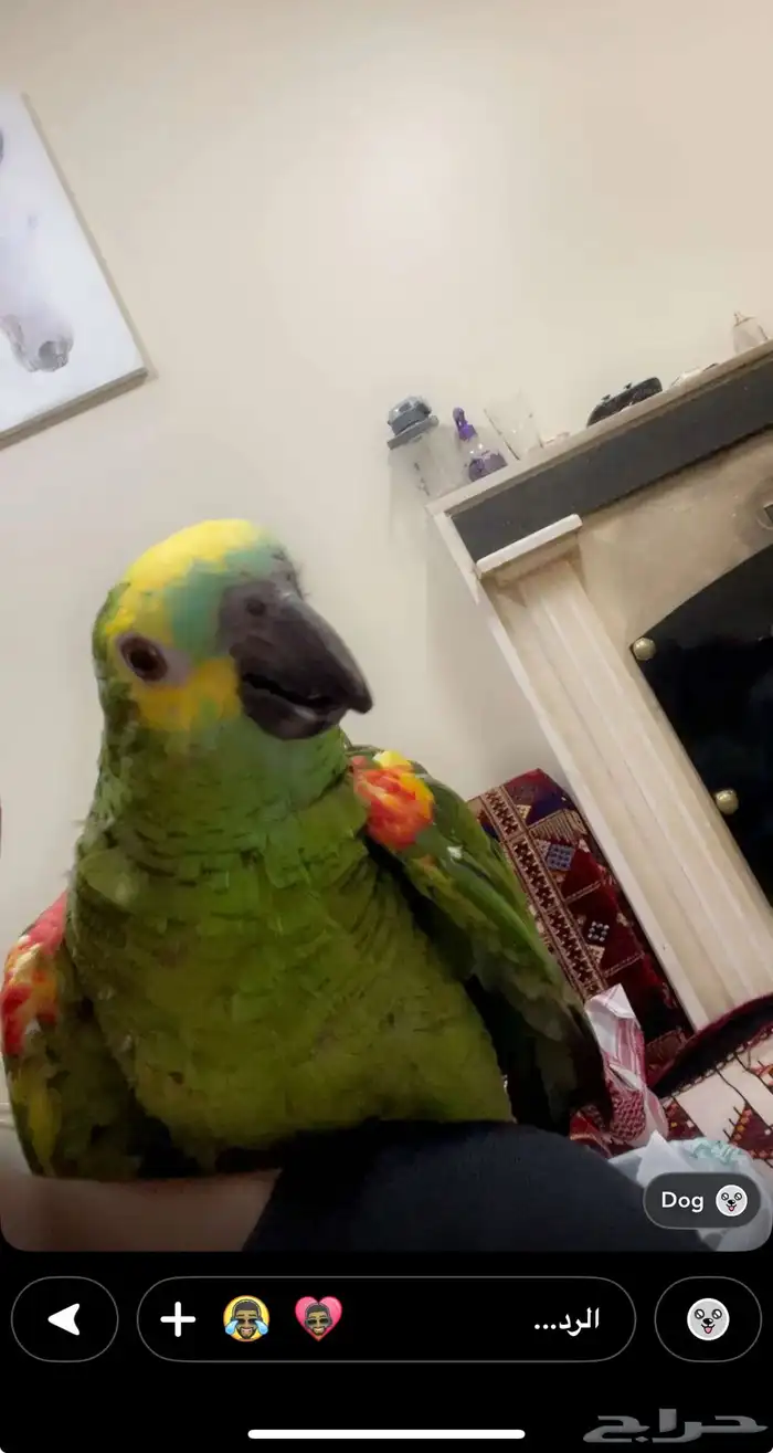 ببغاء امازون بلوفرنتد 0