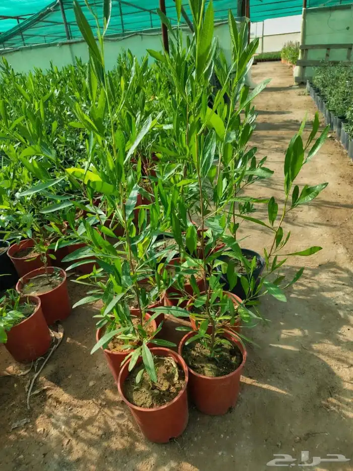 تنسيق حدائق 8