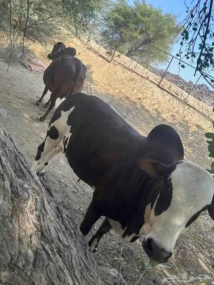 ثور وتبيع للبيع 1