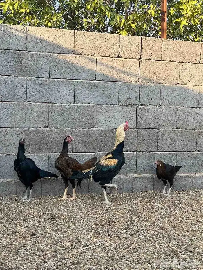 دجاج باكستاني 3