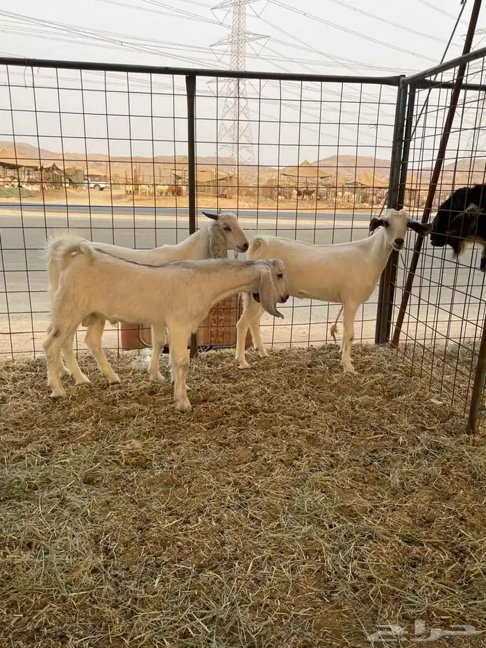 تيوس جنوبية 5