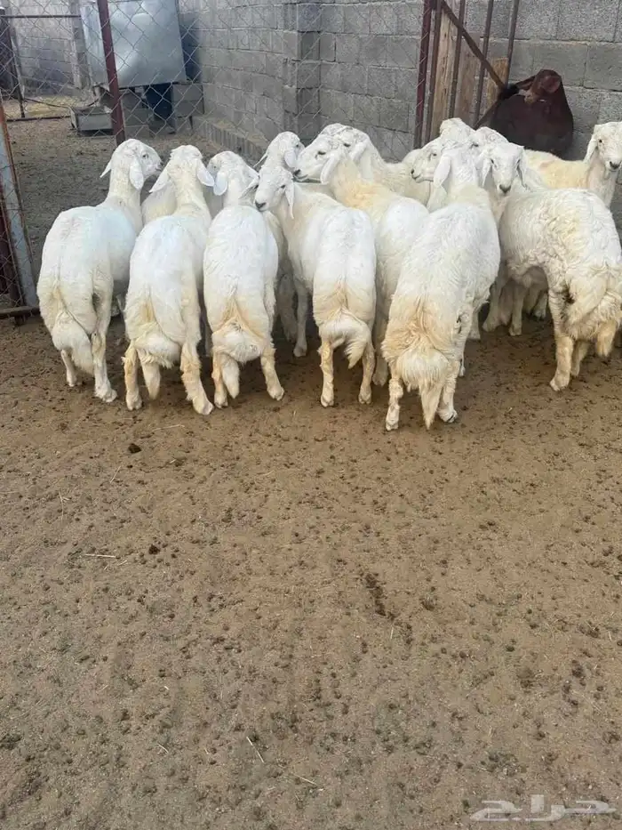 خرفان جبره وناهيه وونظاف وسمان ومشروطه جنب وطرف وشعره الت 0