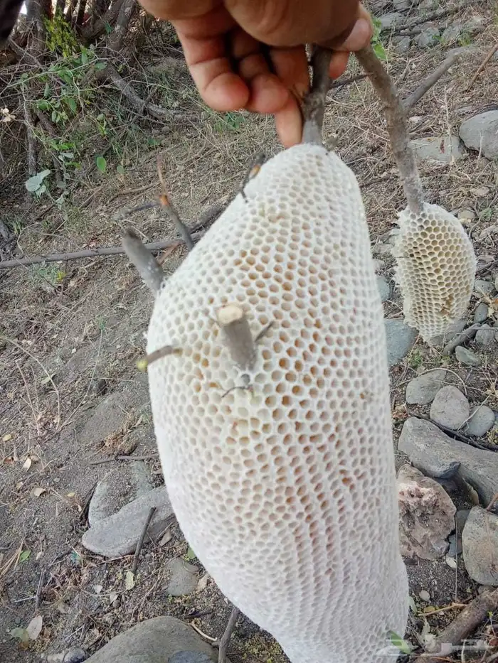 عسل سدر رقم 1 4