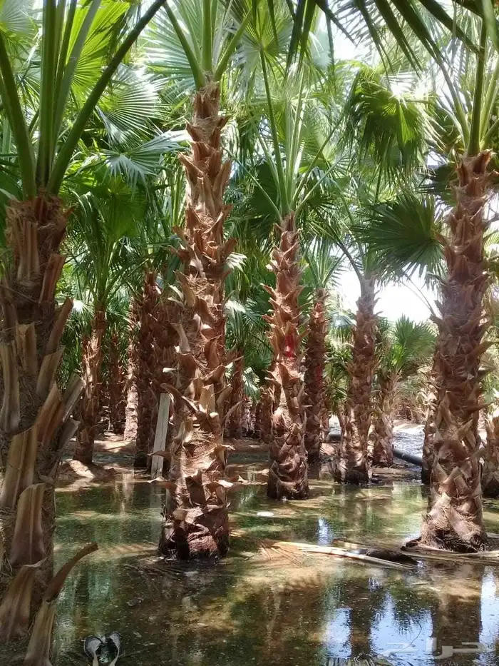 نخل واشنطنياء زينه 2
