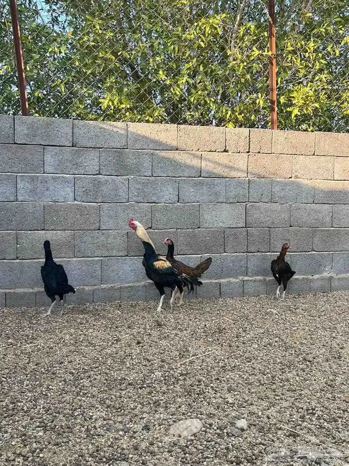 دجاج باكستاني 1