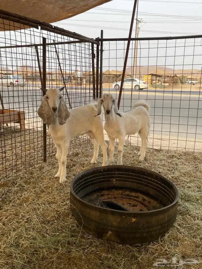 تيوس جنوبية 2