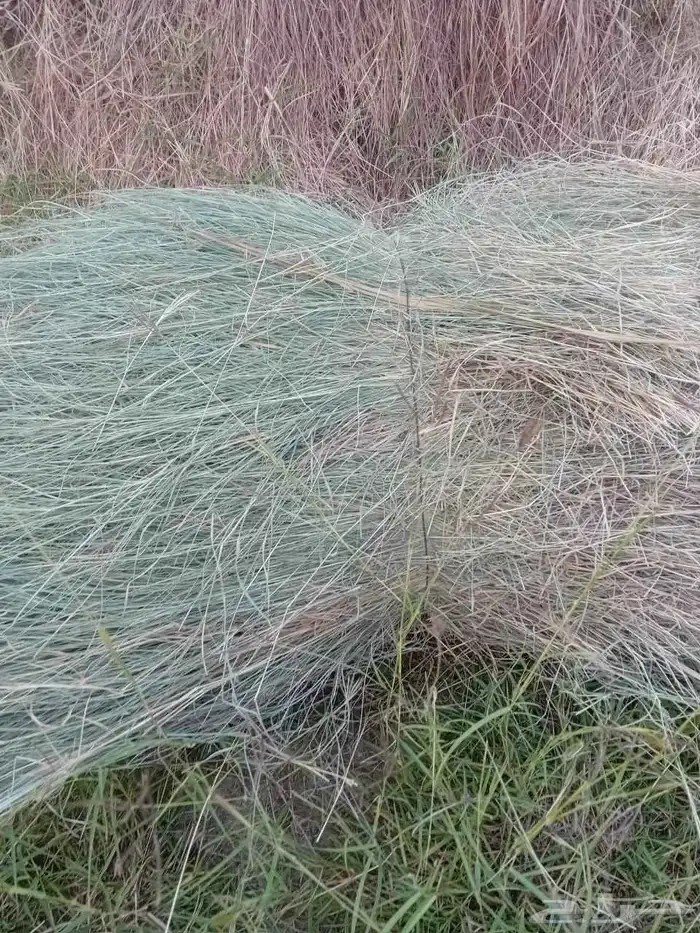 علف مزرعه ممتاز للحلال 4