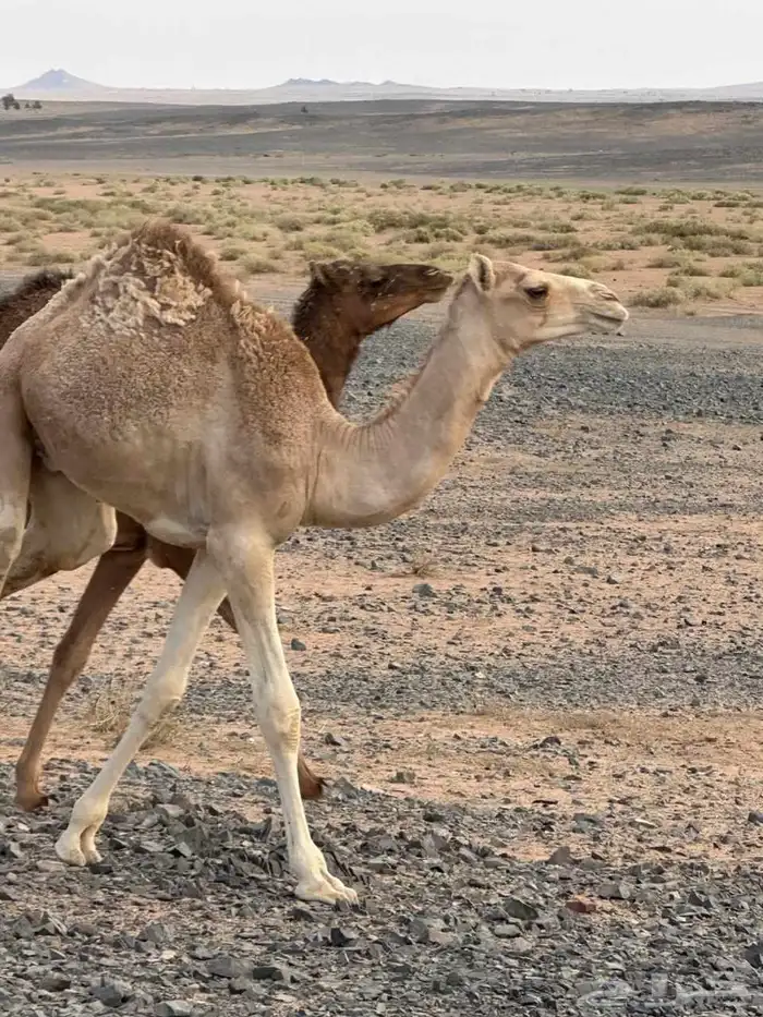 قعود مفرود ولد الحنيش جمل عبيد سلمان الدوسري من ناقه حره 1