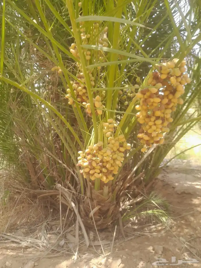 نخل واشنطن أمريكي للبيع نخيل مثمر اخلاص صقعي هلالي برحي سكري 2