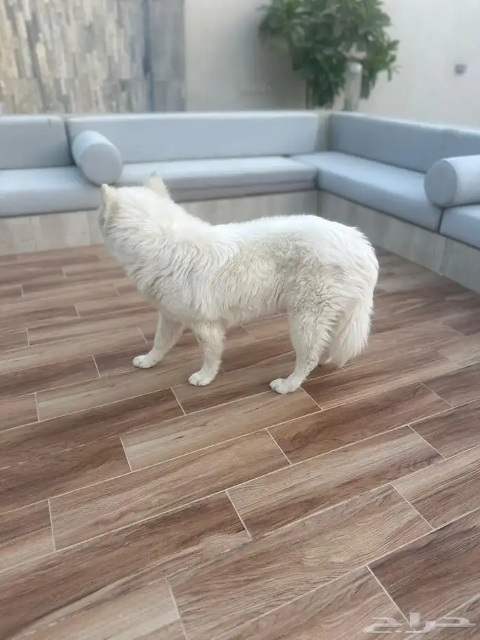 كلب هسكي سامويد 0