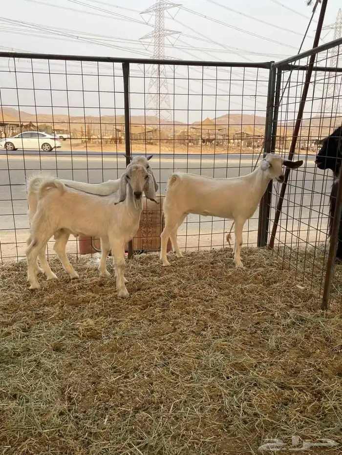 تيوس جنوبية 3