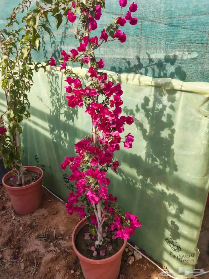 تنسيق حدائق 5