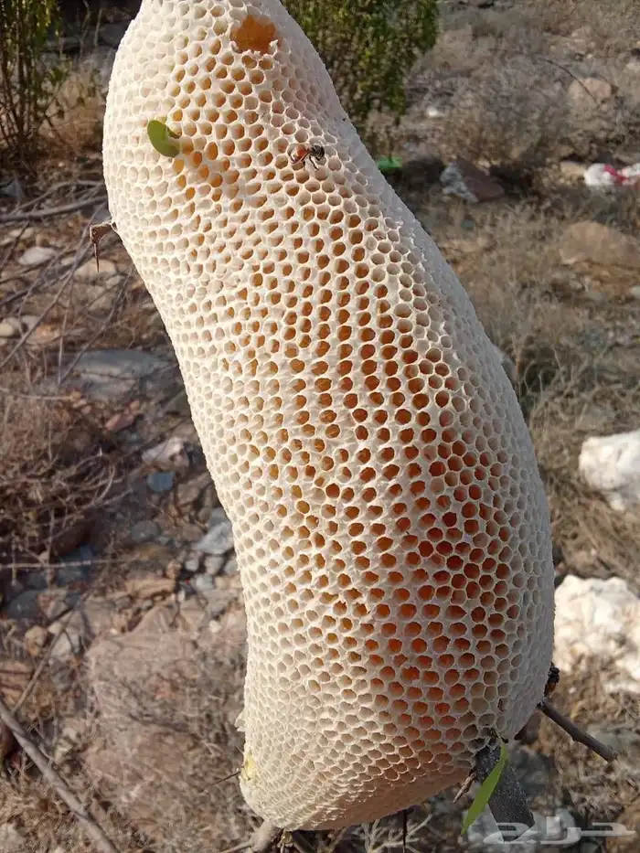 عسل سدر رقم 1 3