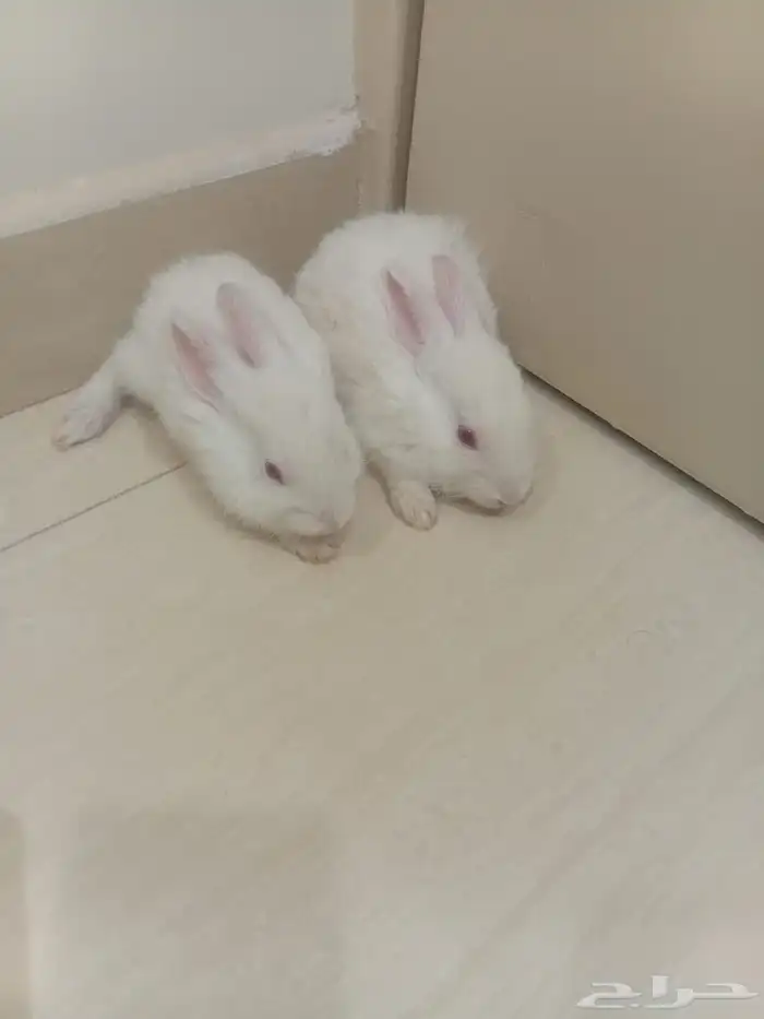 أرانب صغار 0