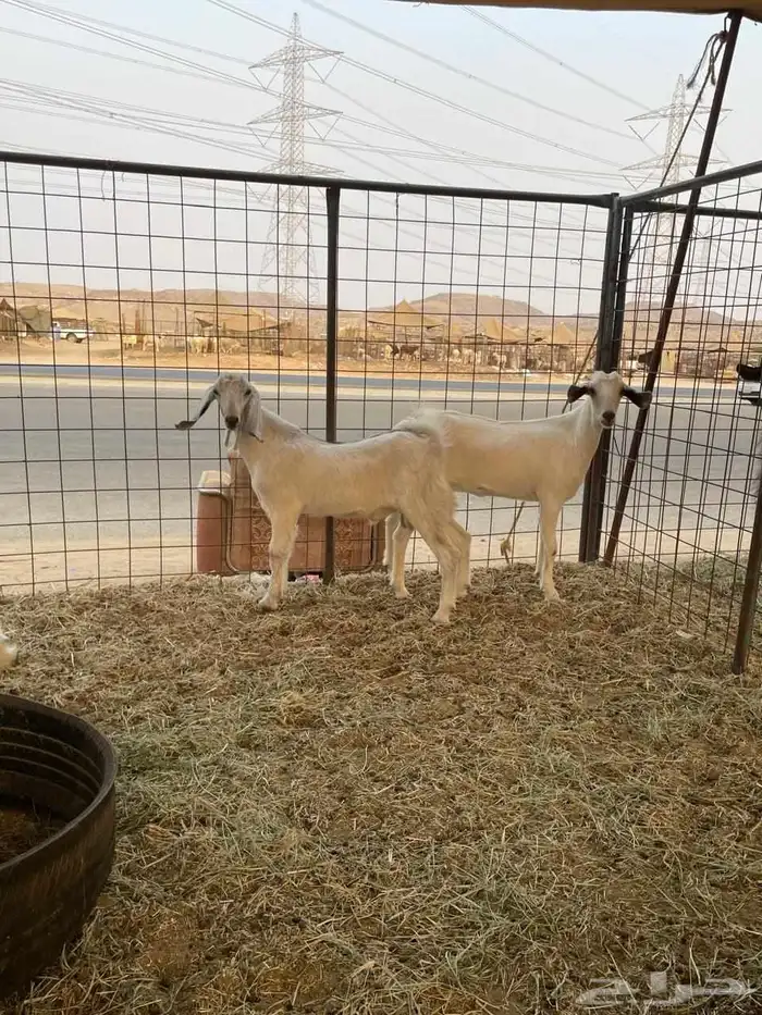 تيوس جنوبية 1